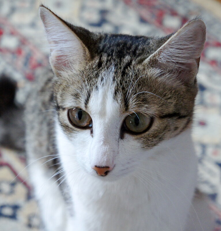 Мурзилка. - сергей ермошкин