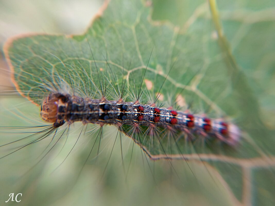 Гусеница непарного шелкопряда - Любовь Сахарова