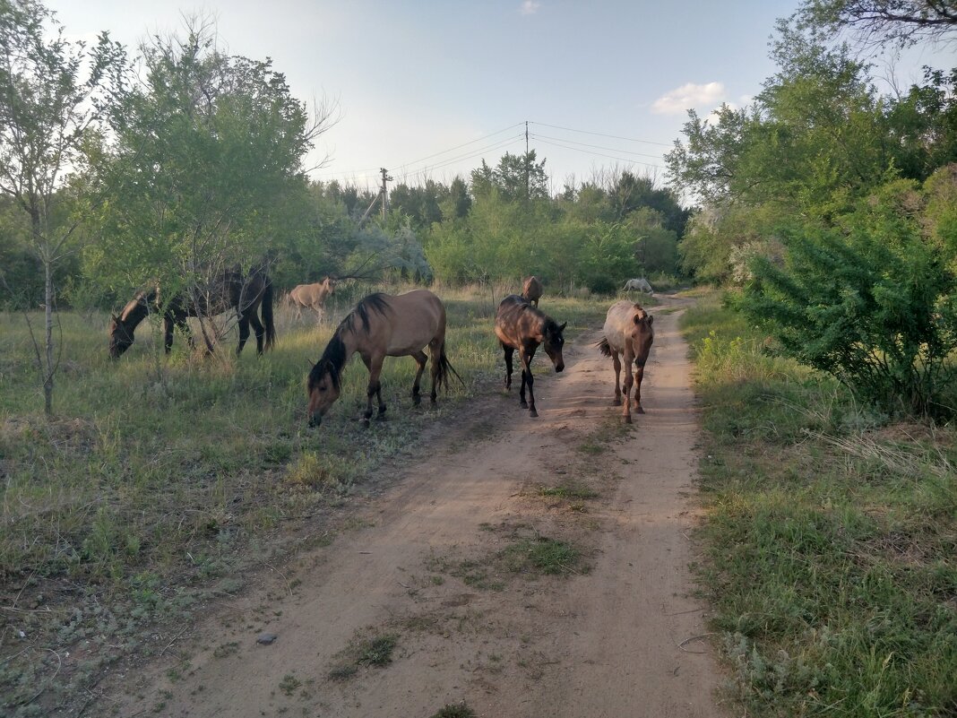 Кони... - Андрей Хлопонин
