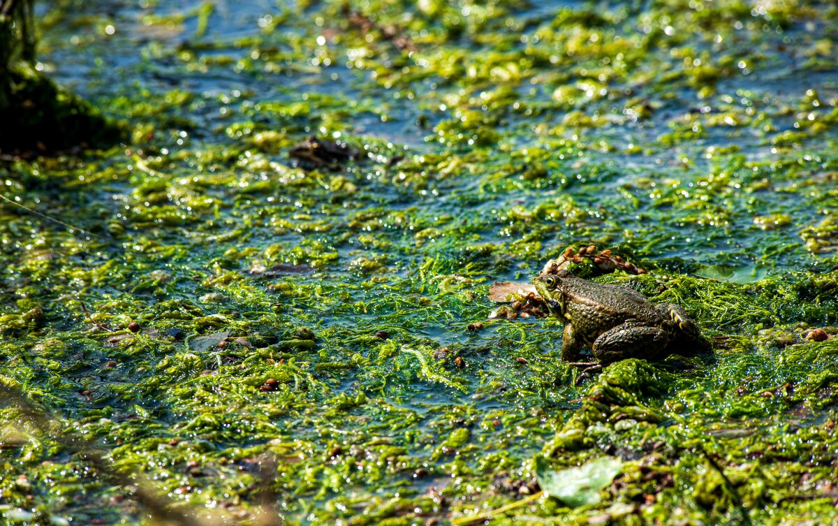На болоте - Петр 