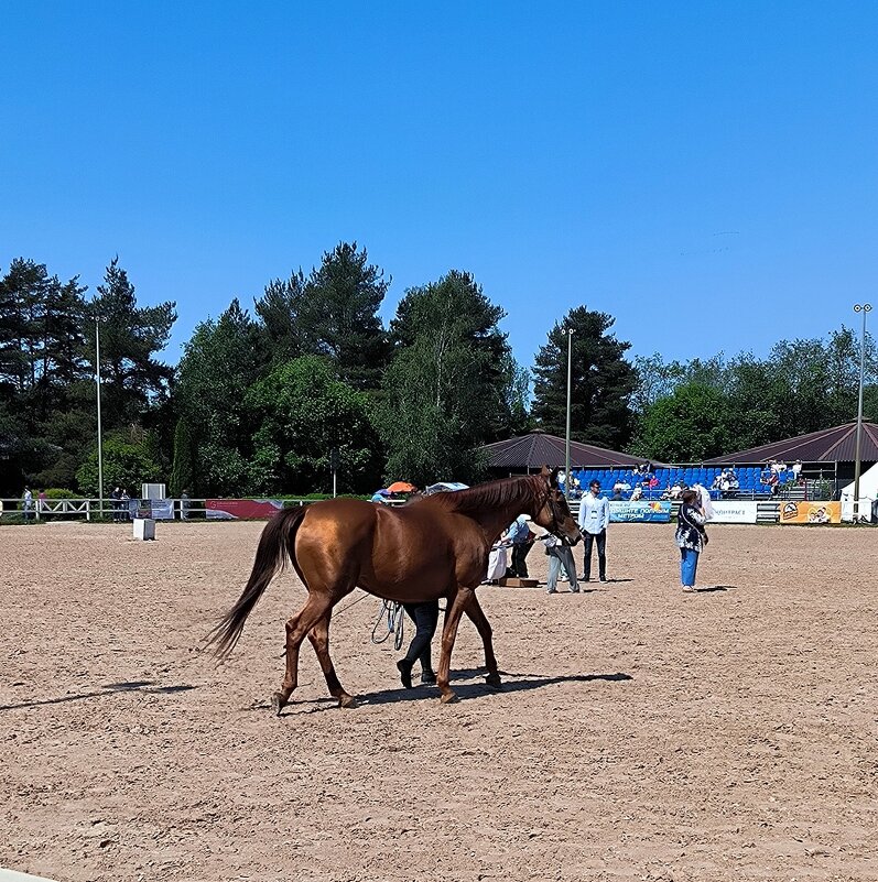 Золото Россиии - донская и буденновская породы. - Ольга 