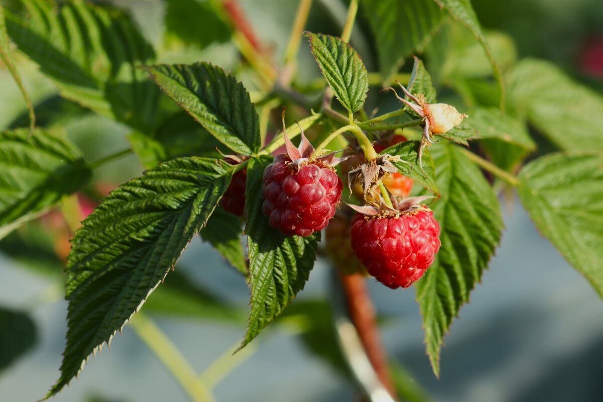 О малине - Юрий. Шмаков