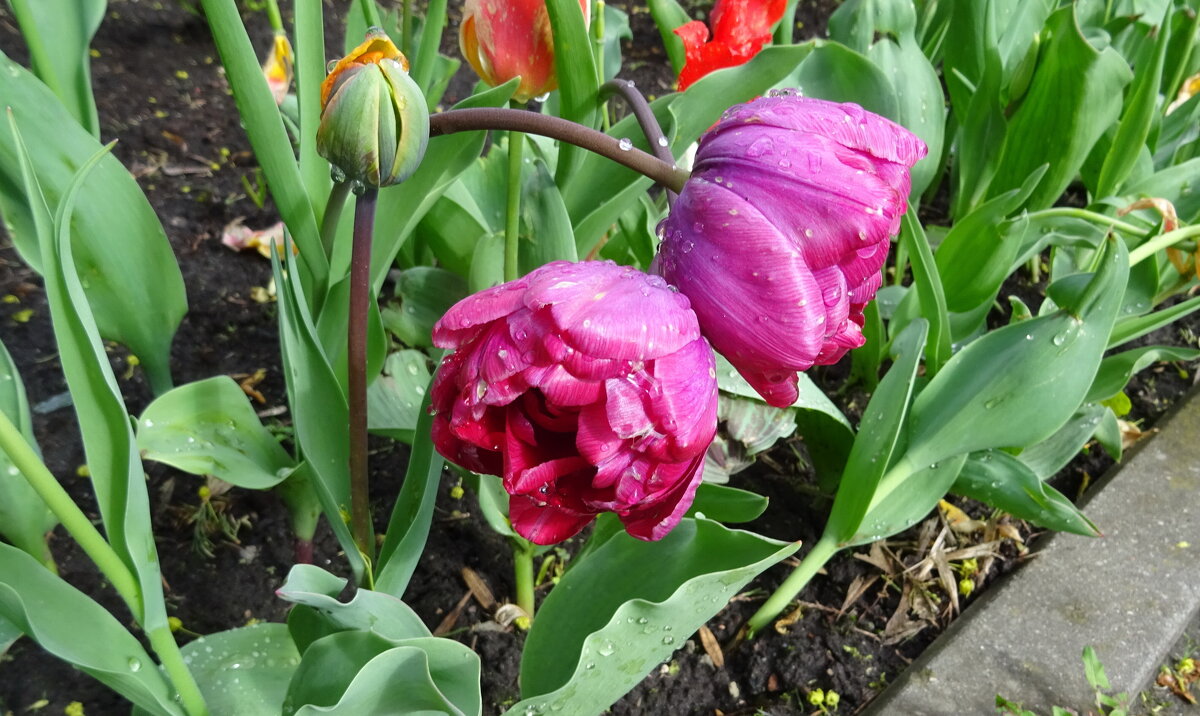 Тюльпаны - PRP 