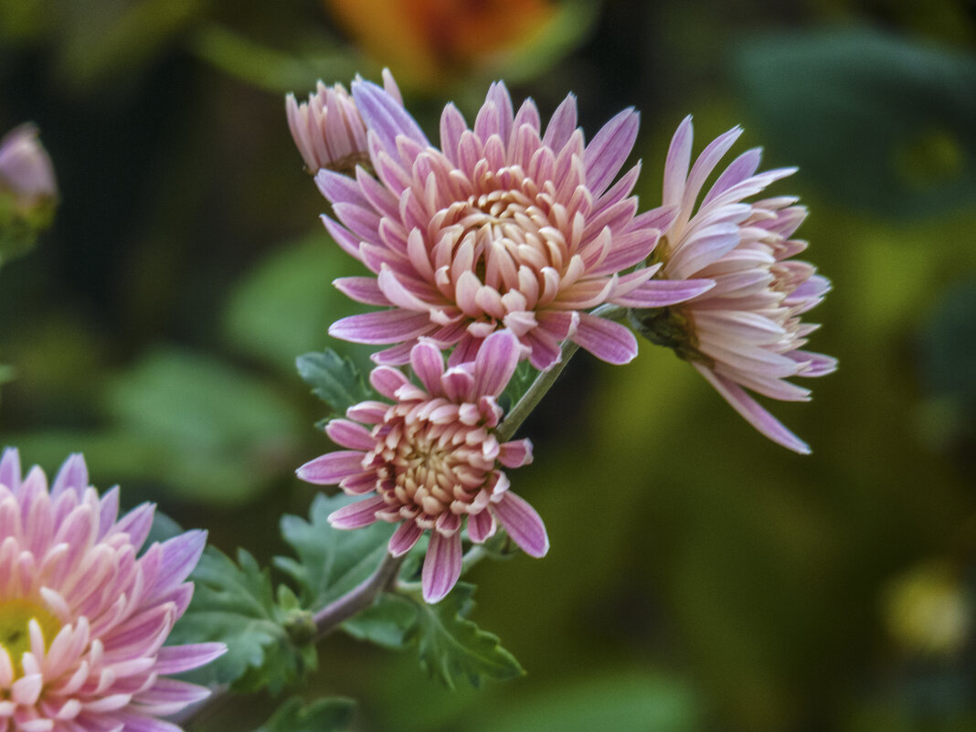 Веточка  хризантемы - Валентин Семчишин