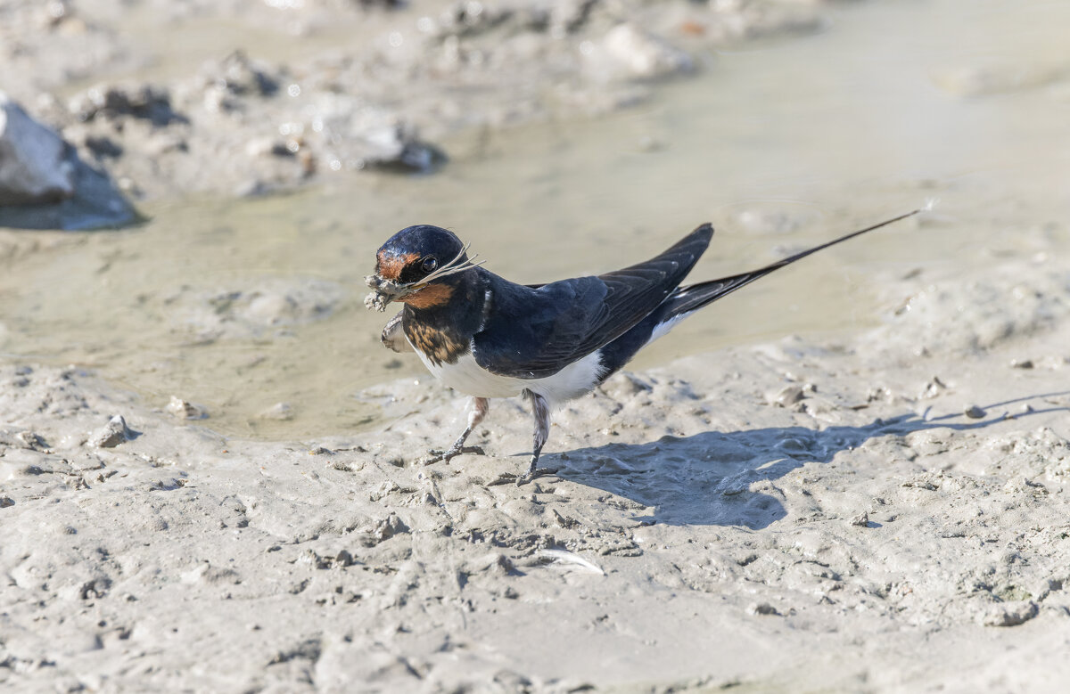 ласточки - юрий макаров