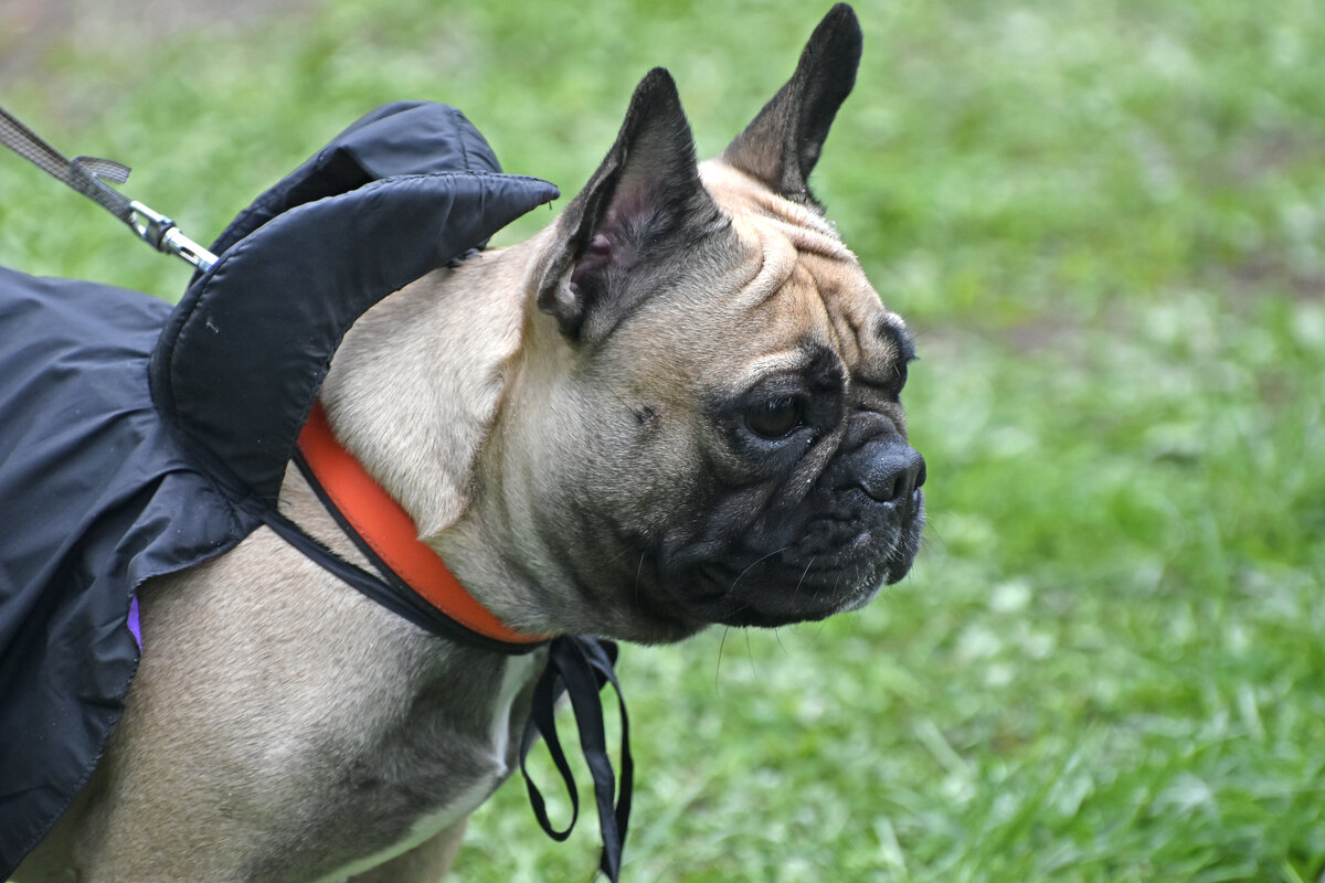 Москва. Парад французских бульдогов в усадьбе «Воронцово». - Наташа *****
