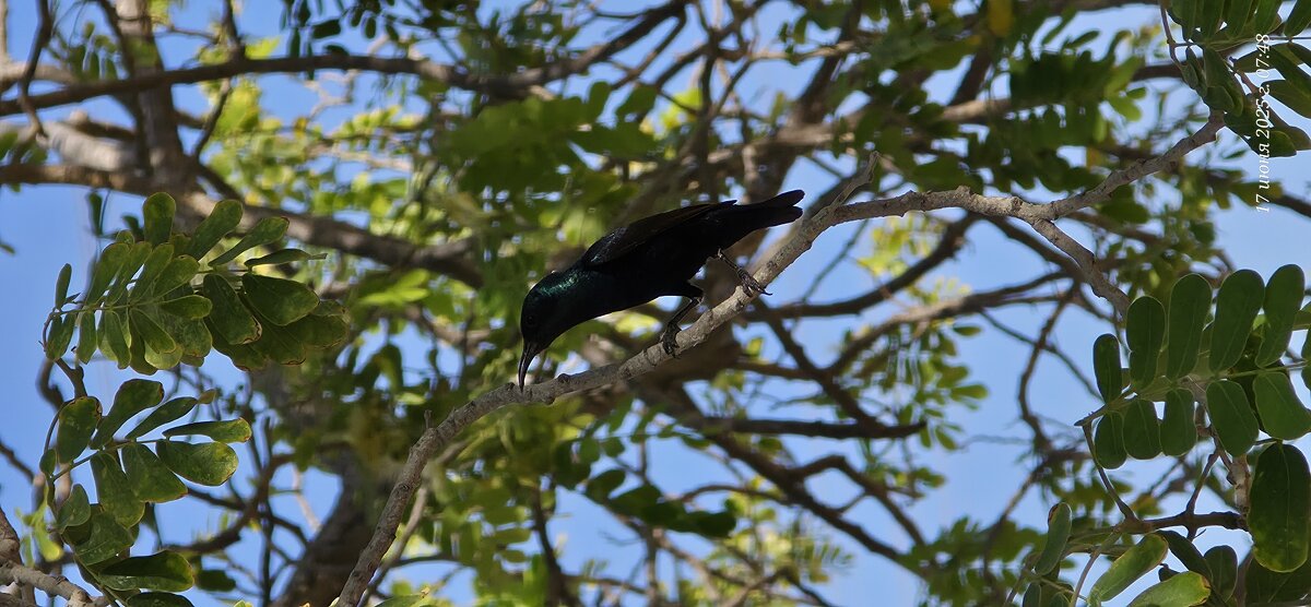 Нектарница - Конрад Карлович Михельсон