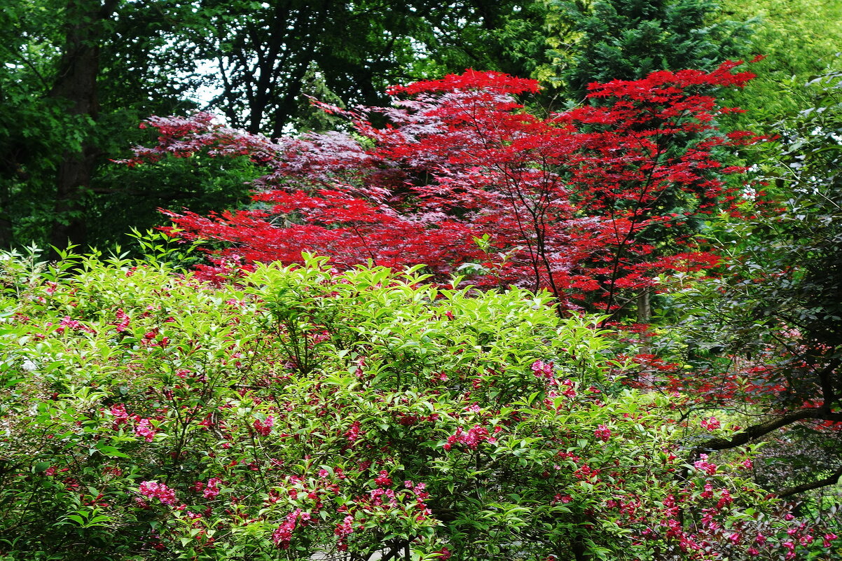 Клён дланевидный - Рита Симонова