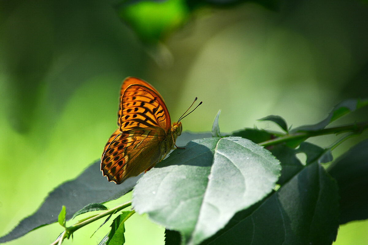 Пока  листья  зелёные - Геннадий Супрун