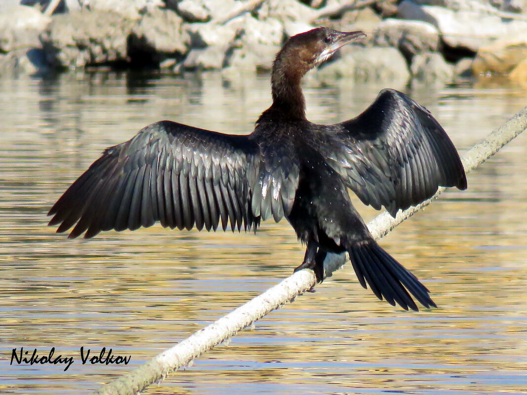 Баклан  сушит крылья. - Николай Волков