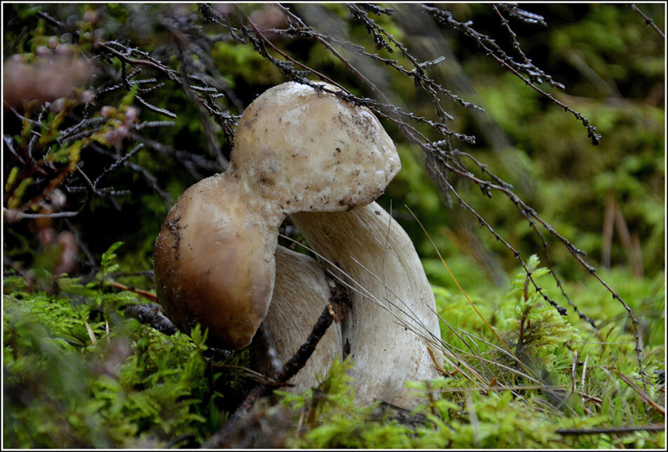 Навсегда вместе.... - Aleksandr Gal Навсегда вместе.... - Aleksandr Gal