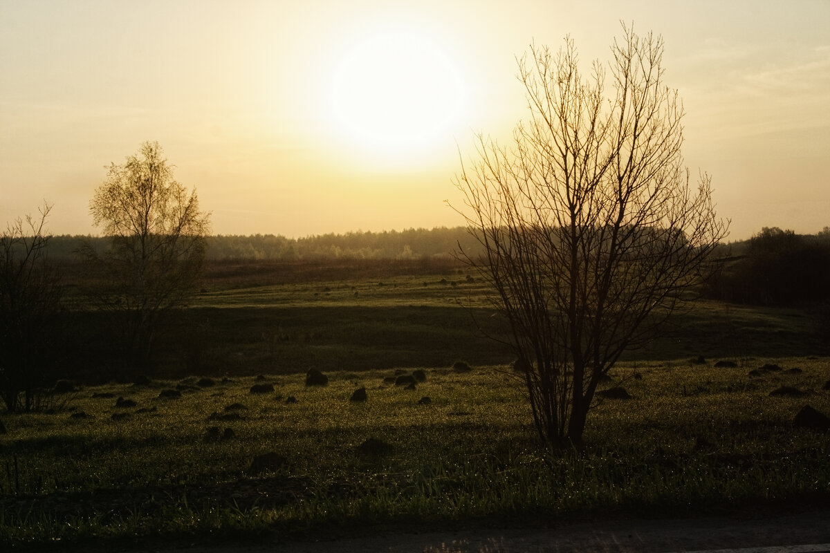 Норки на восходе - Джованни Луче