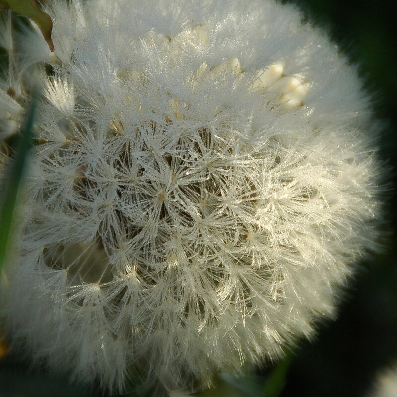 ... - Елена Пономарева