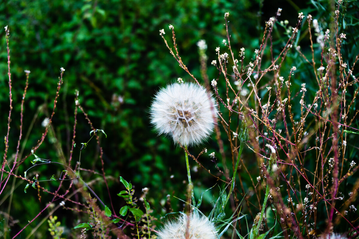 Одуванчик - vlapig 