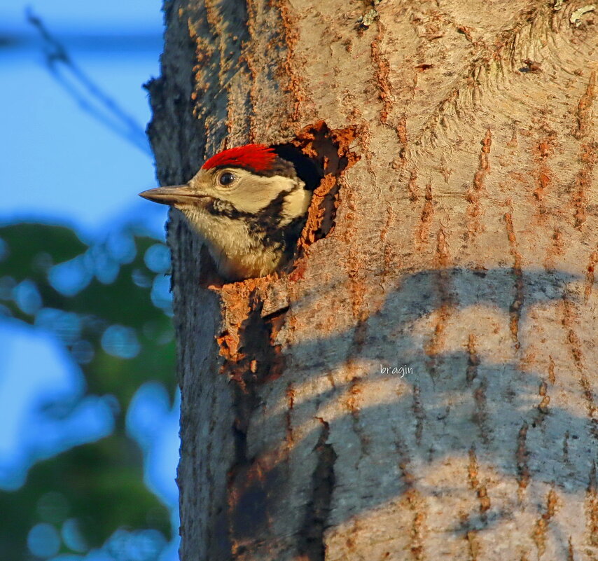 вечер в лесу - Andrey Bragin 