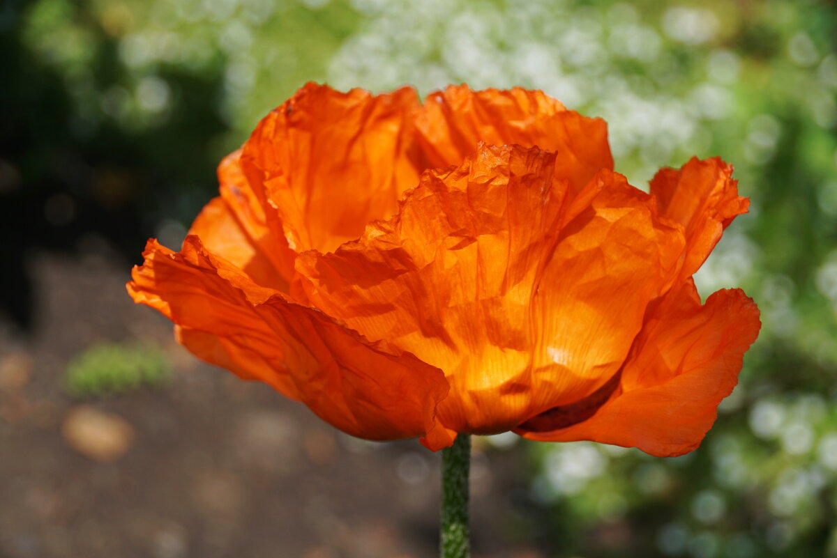 Пламенеющий - Наталия Григорьева