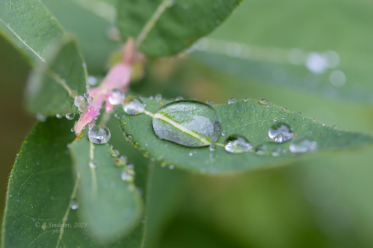 Капля дождя - Александр Синдерёв