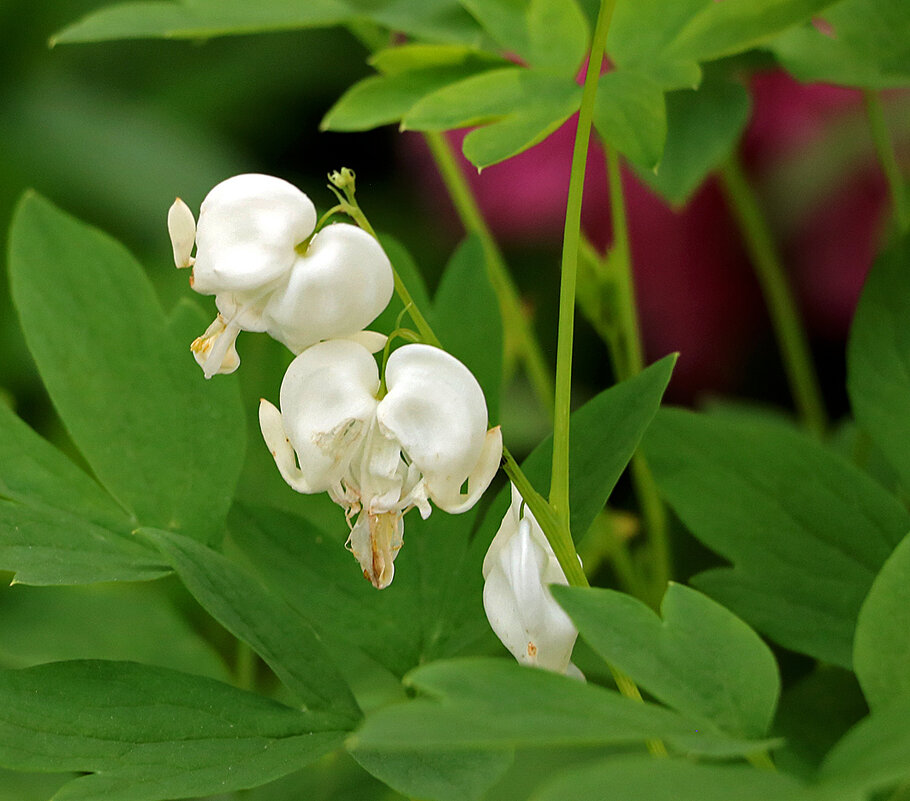 Дицентра белая (разбитое сердце) - Светлана 