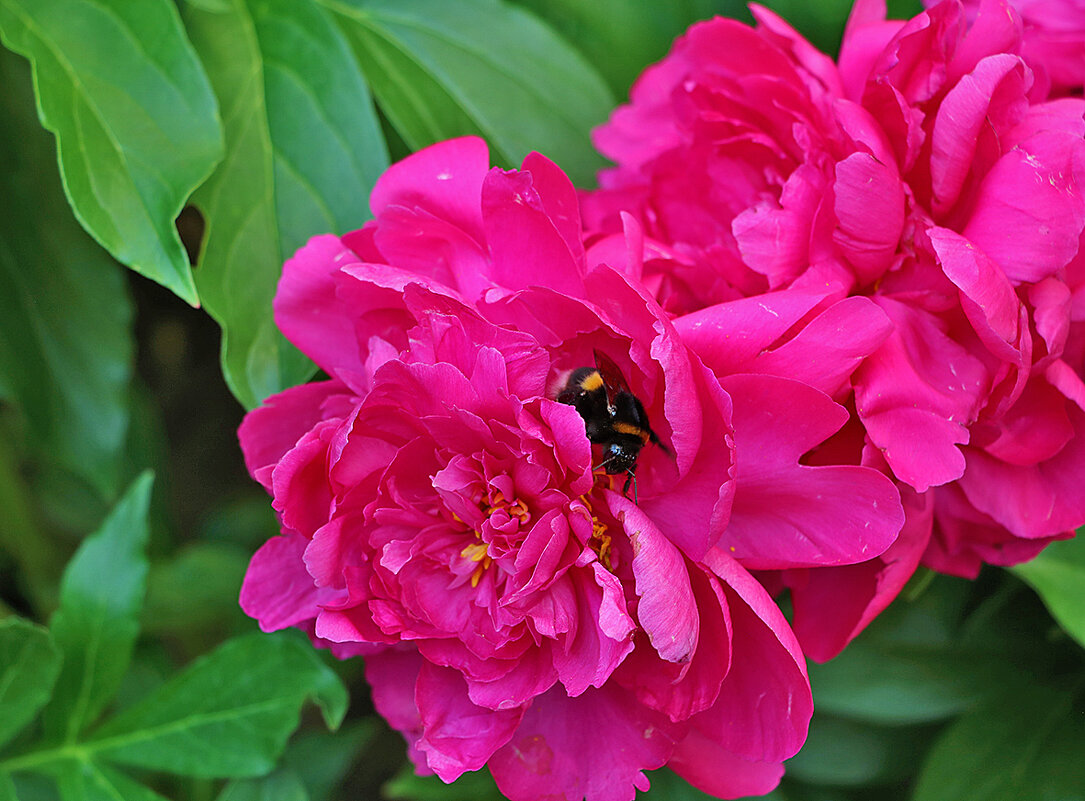Ох, и вкусный же пион! - Светлана 