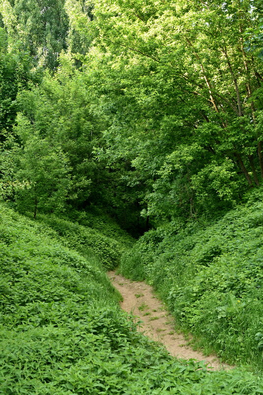 Тропа через овраг - Леонид Иванчук