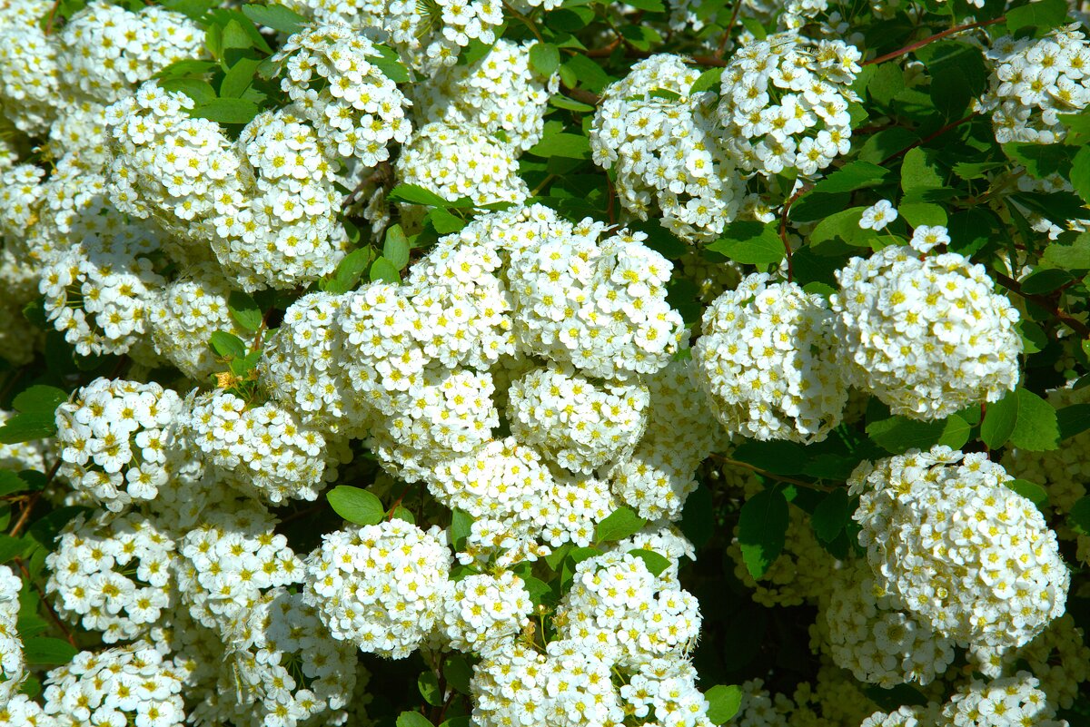 Цветущий кустарник - Танзиля Завьялова Цветущий кустарник - Танзиля Завьялова