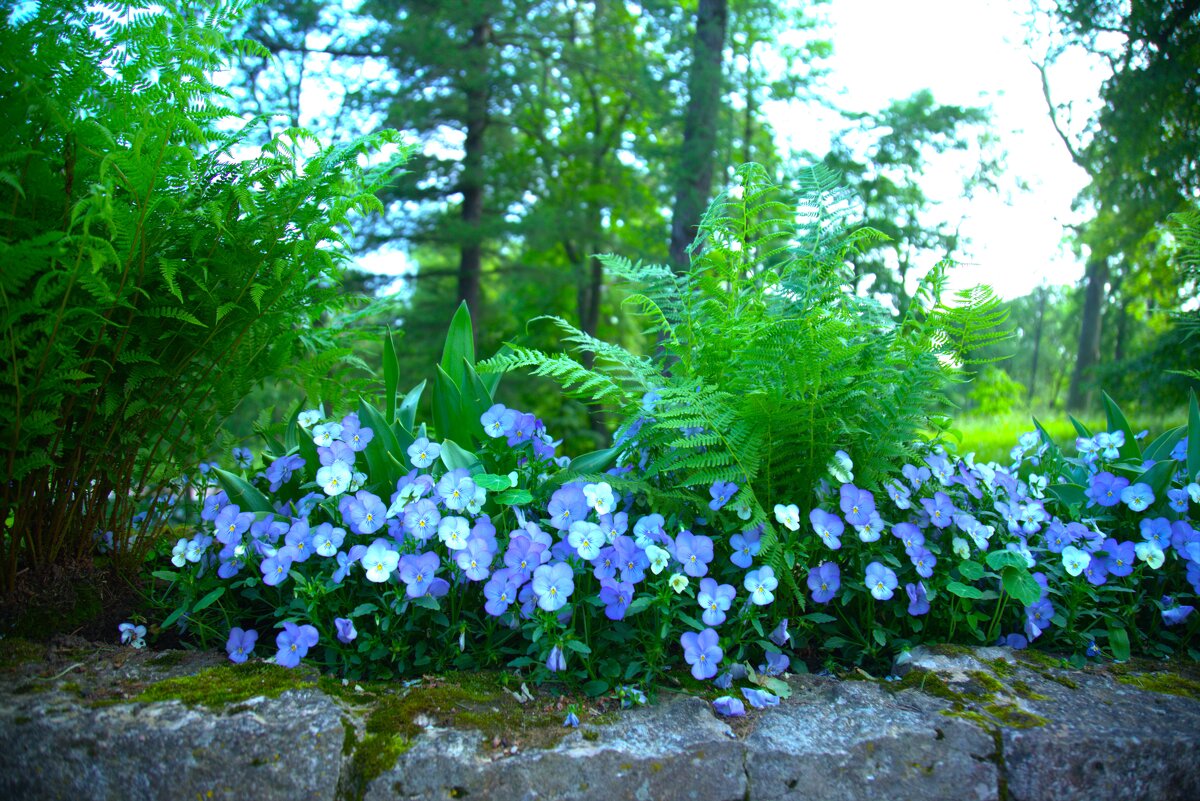 Анютины глазки - Танзиля Завьялова