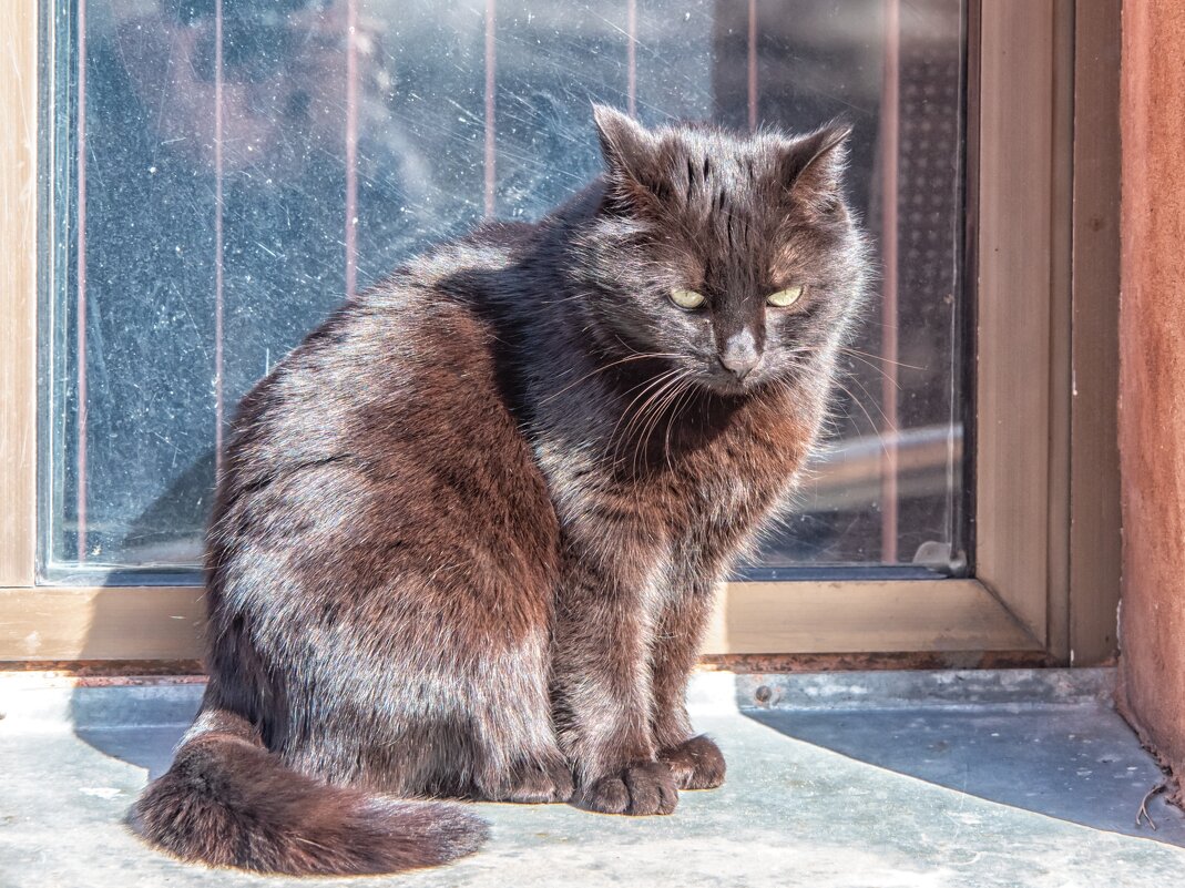 Вася - Игорь Волков Вася - Игорь Волков