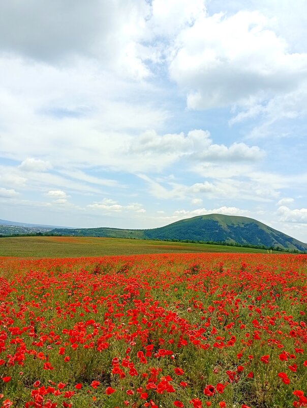 гора Юца и маки - Екатерина Филипенко