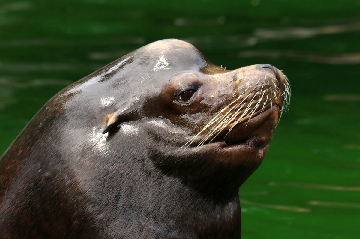 Сивуч в профиль - Юрий. Шмаков Сивуч в профиль - Юрий. Шмаков
