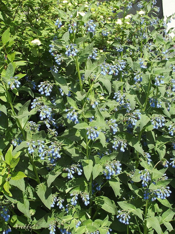 Окопник - Freddy 97