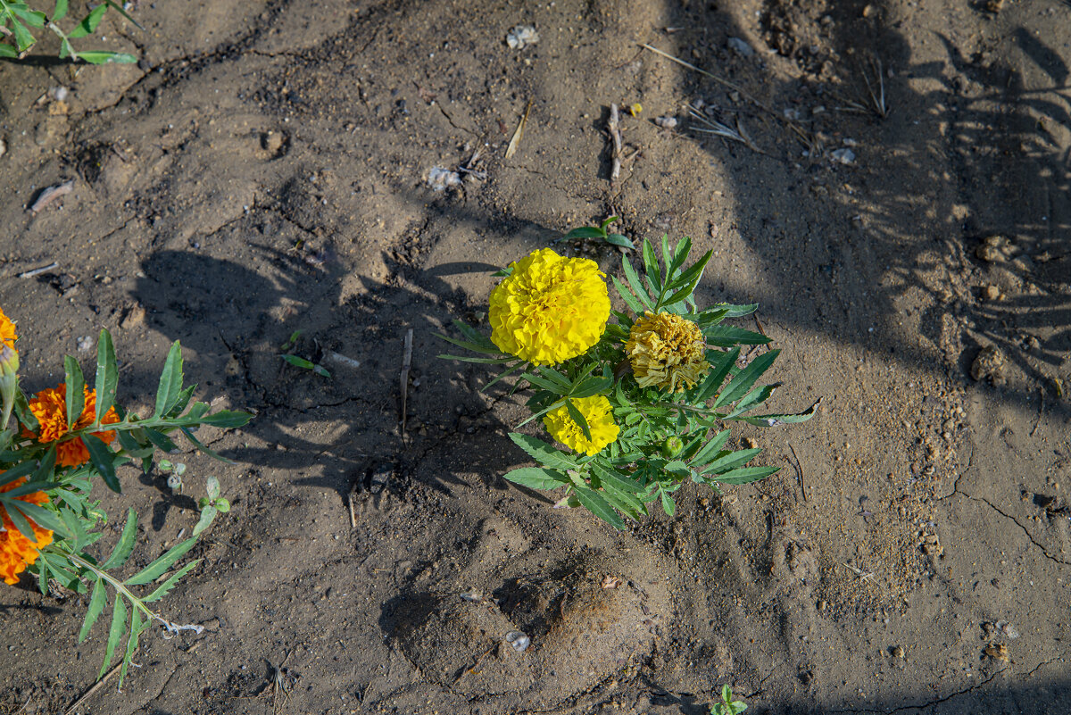 Бархатцы - Анатолий Чикчирный