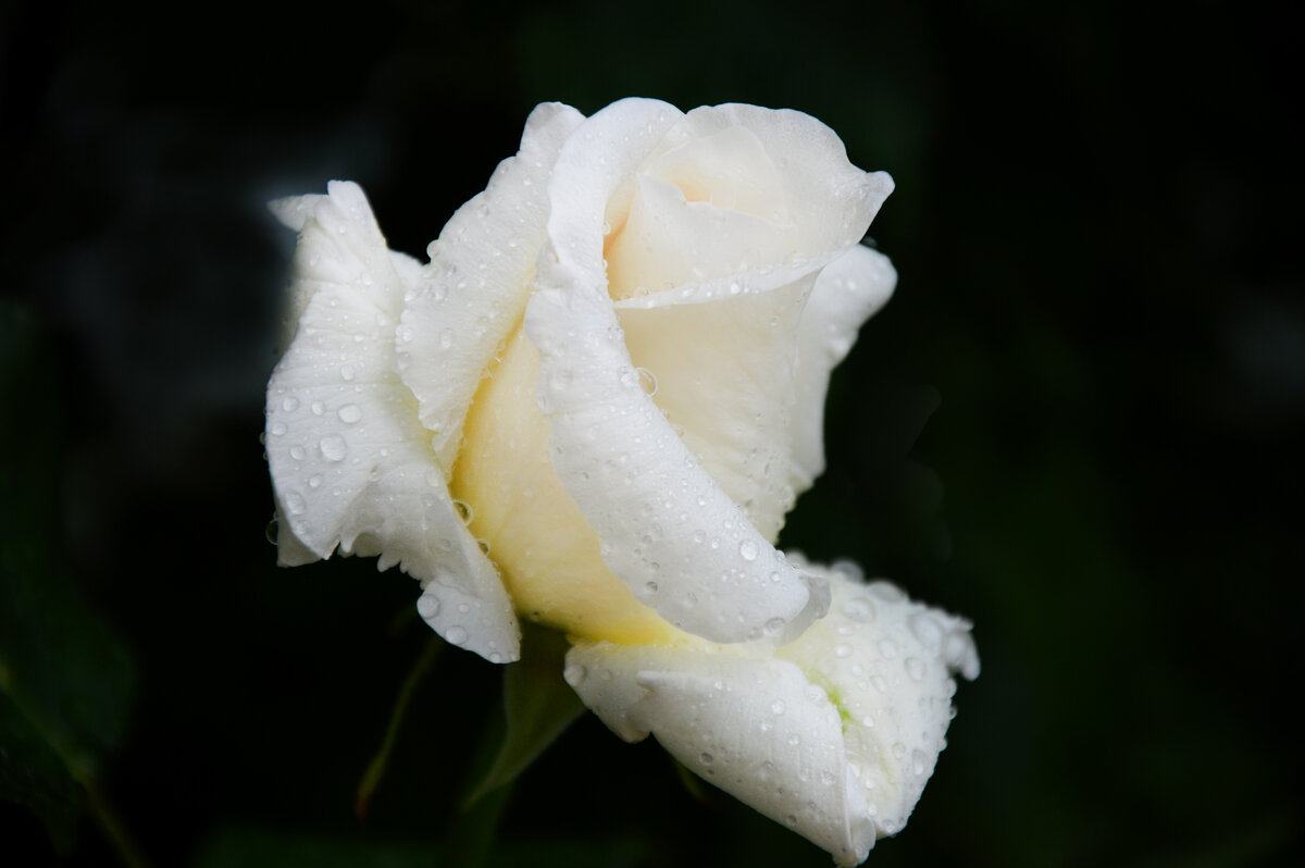 *** - Надежда Куркина *** - Надежда Куркина