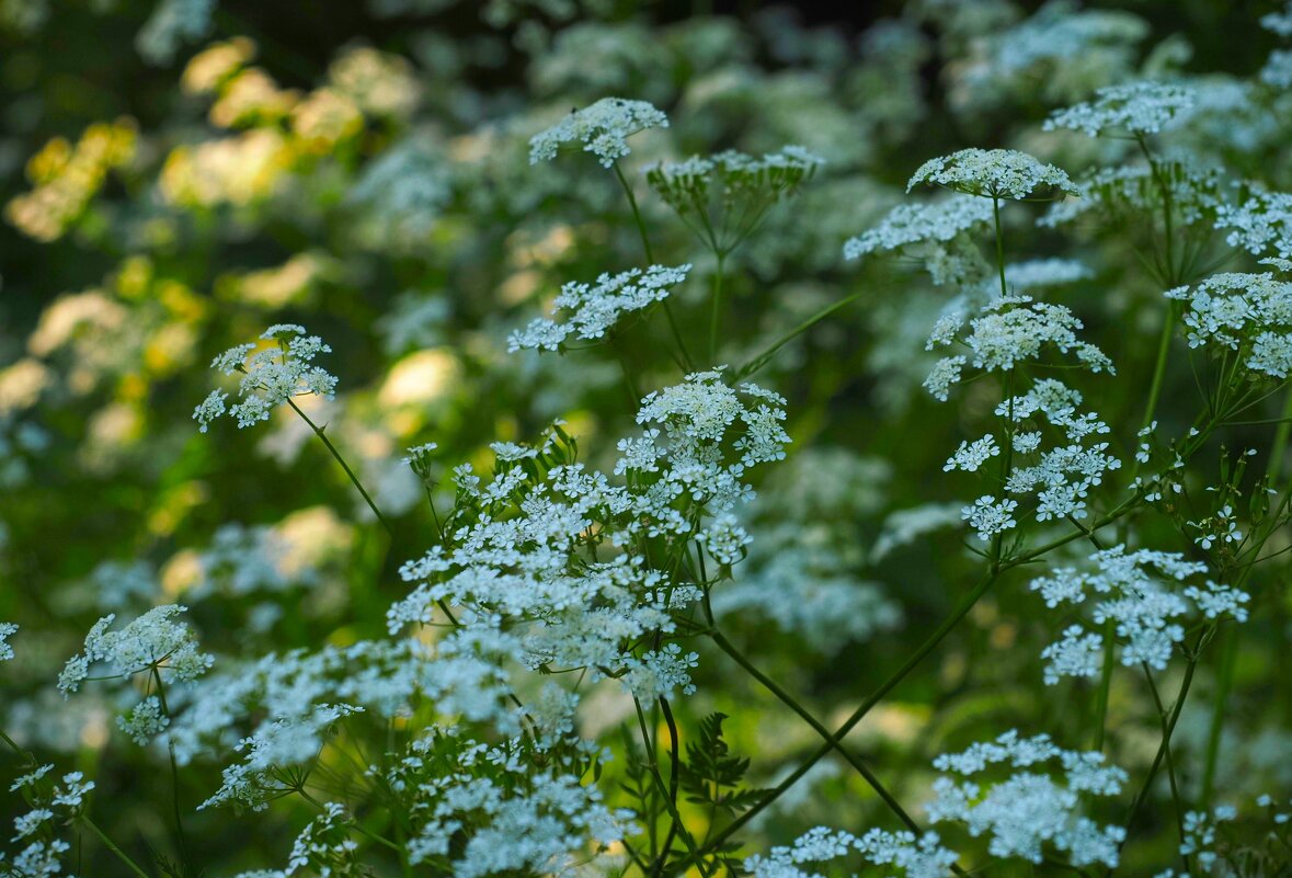 Зелено-белое с оттенками - Магомед .