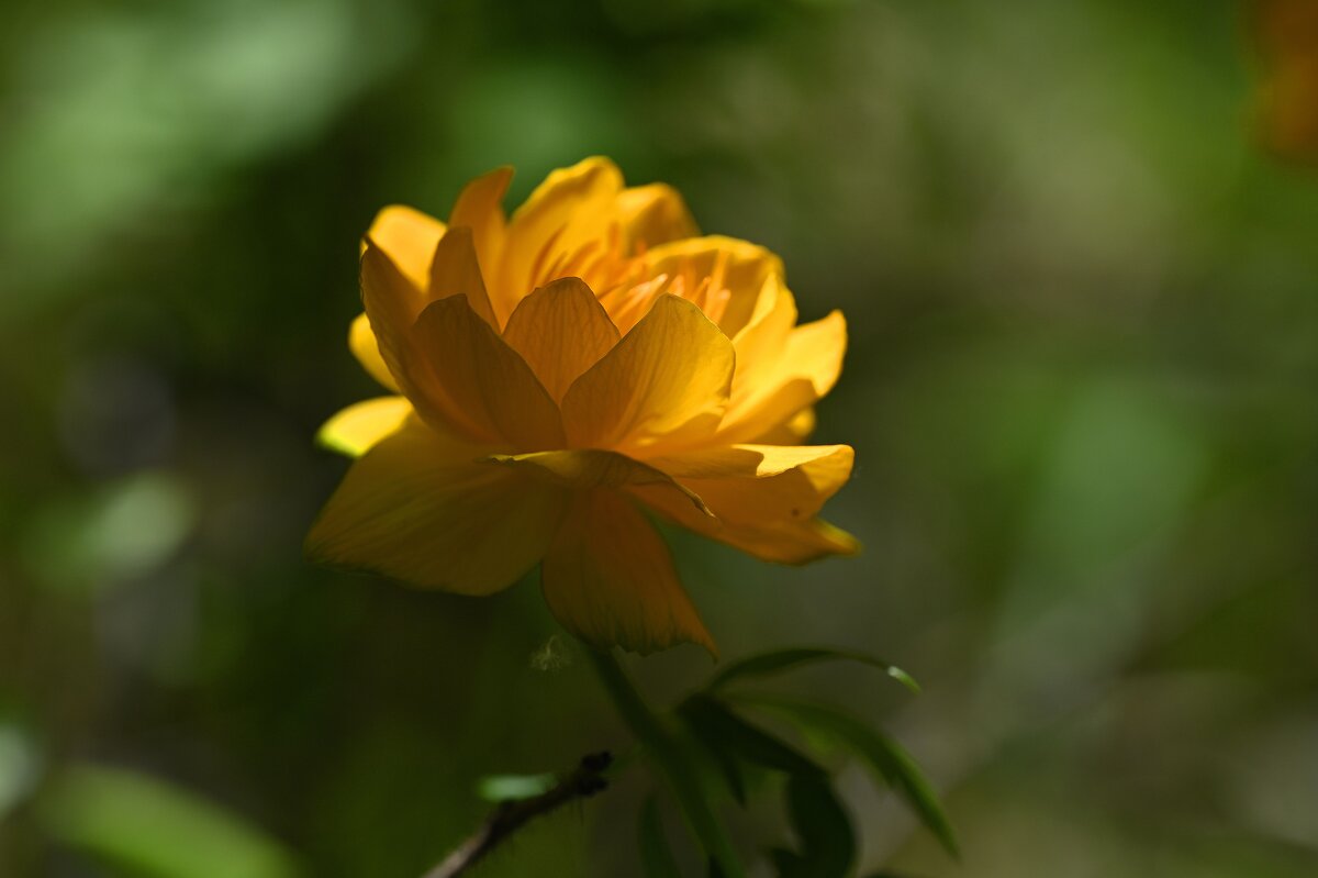 Жарок - Ольга 