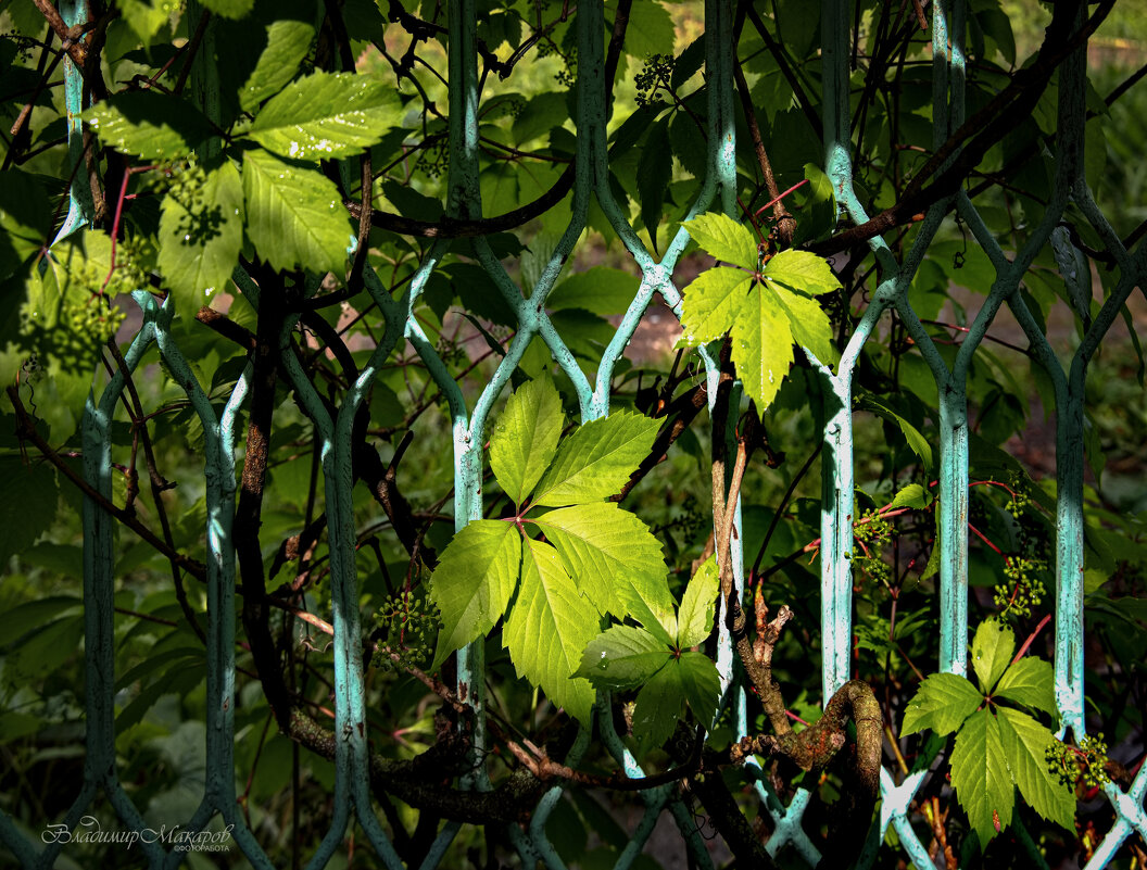 "Свет на калитке с девичьим виноградом"© - Владимир Макаров