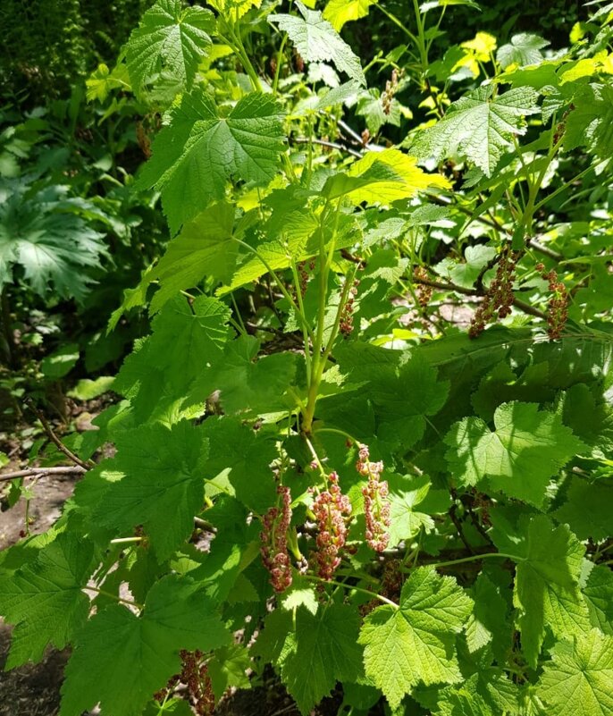 СМОРОДИНА ЛЕСНАЯ. - Tata Wolf