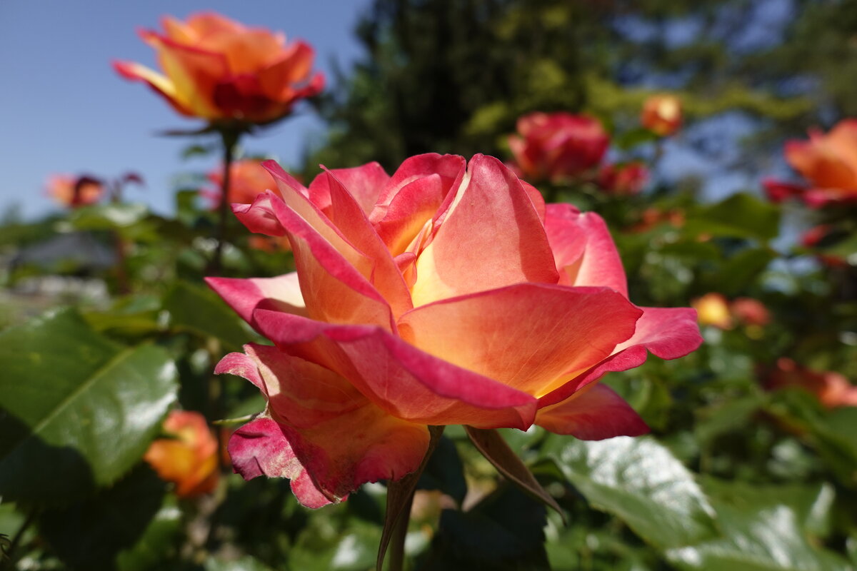 ... - Галина ... - Галина