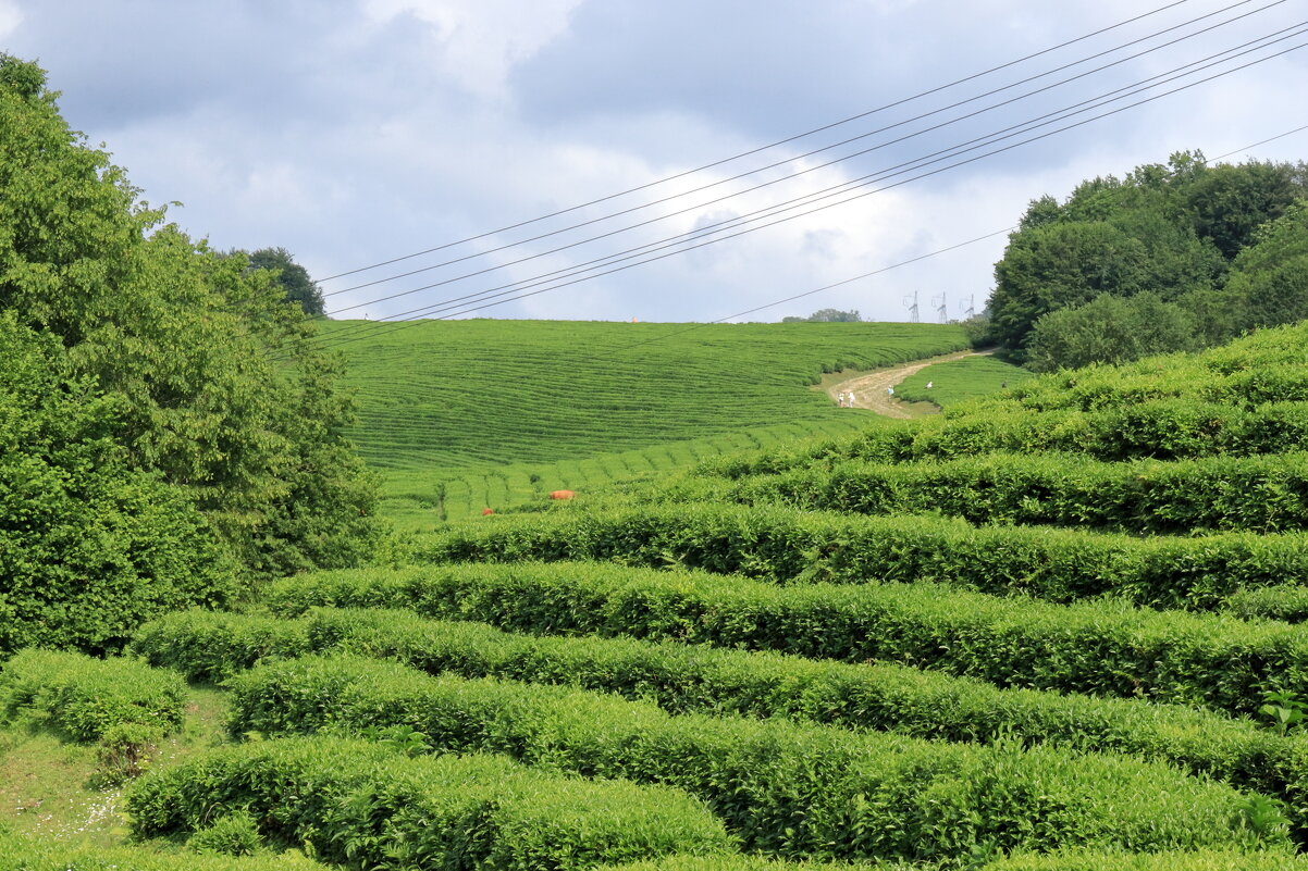 Чайные плантации-4 - Александр Николаев