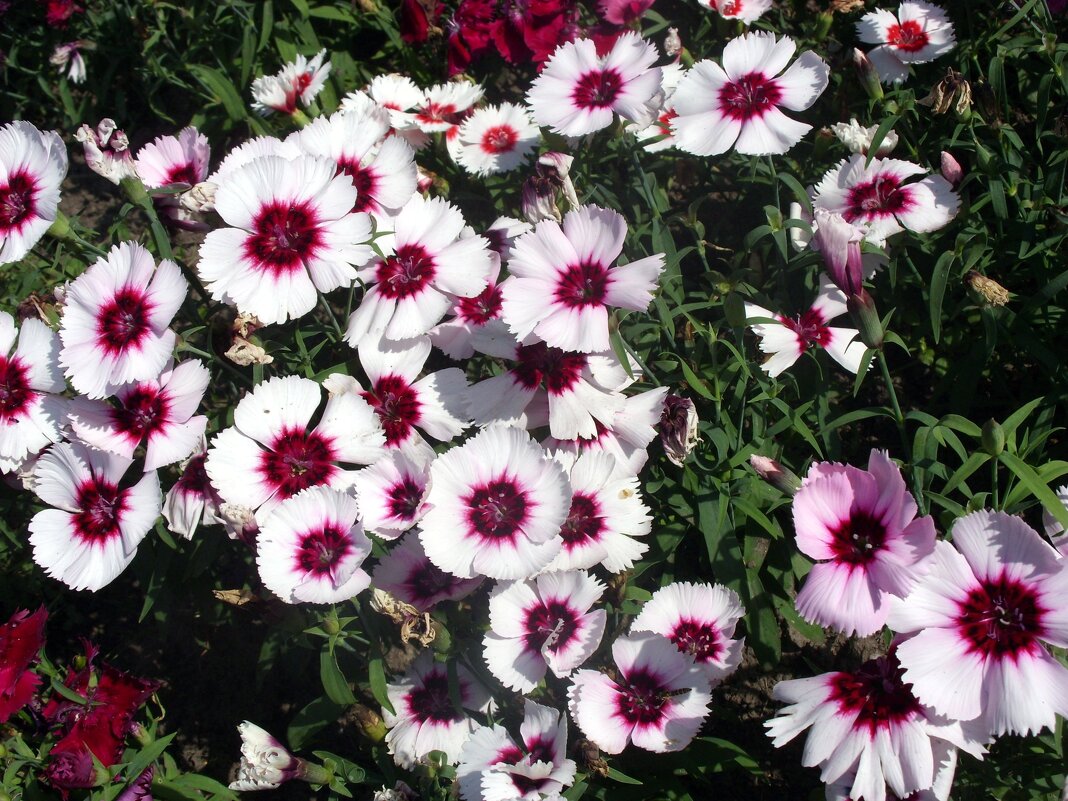 Гвоздика. - Ирина *** Гвоздика. - Ирина ***