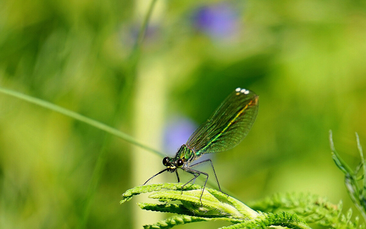 из снятого сегодня  1 - Александр Прокудин