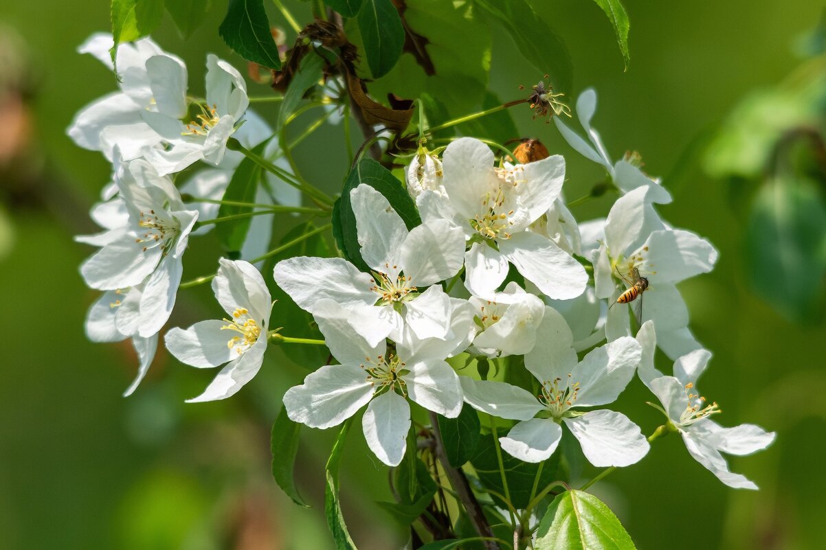 *** - Виктор Иванович Чернюк
