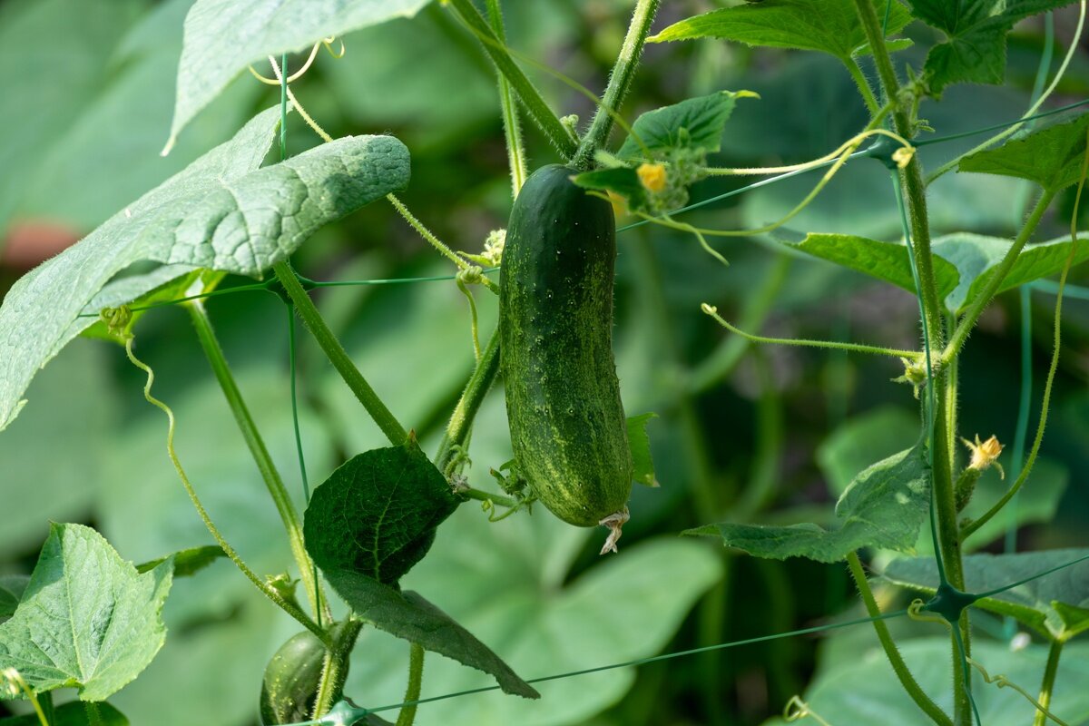Огурцы в моем огороде - Игорь Сикорский Огурцы в моем огороде - Игорь Сикорский