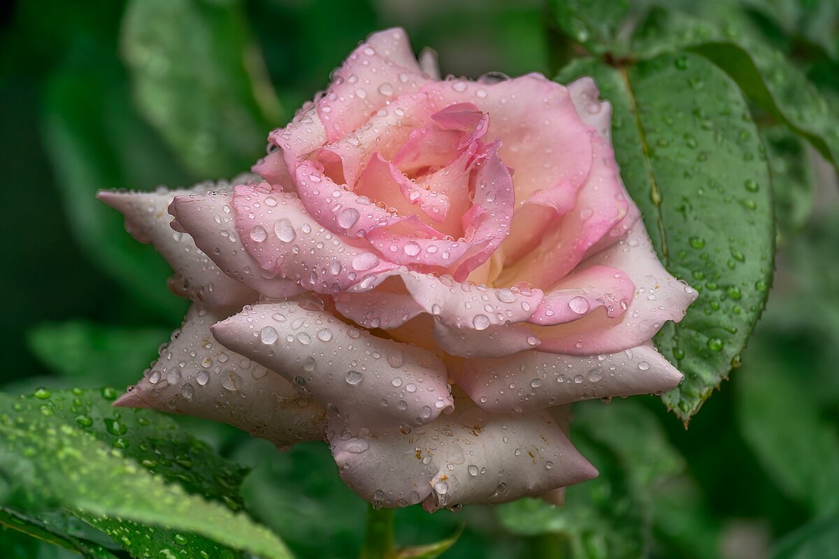 Роза - Игорь Сикорский Роза - Игорь Сикорский