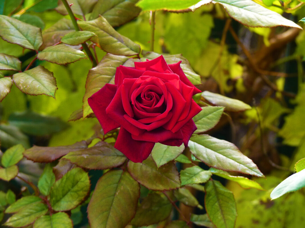 Наши цветы - Валентин Семчишин Наши цветы - Валентин Семчишин