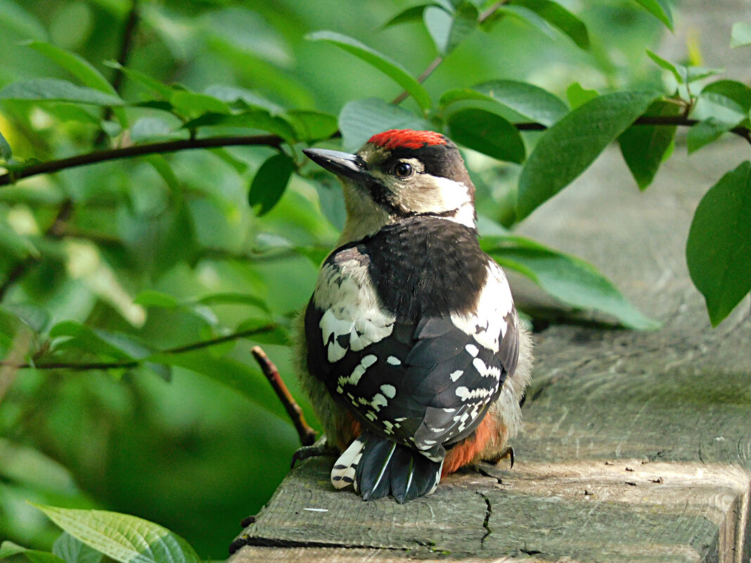 Слеток БПД - Лина 