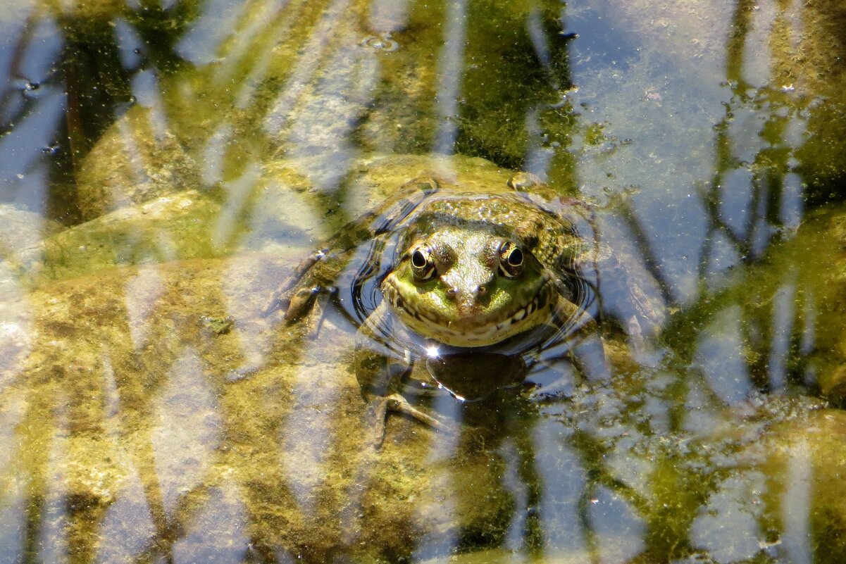 Глазастое чудо из озера - Татьяна Смоляниченко Глазастое чудо из озера - Татьяна Смоляниченко