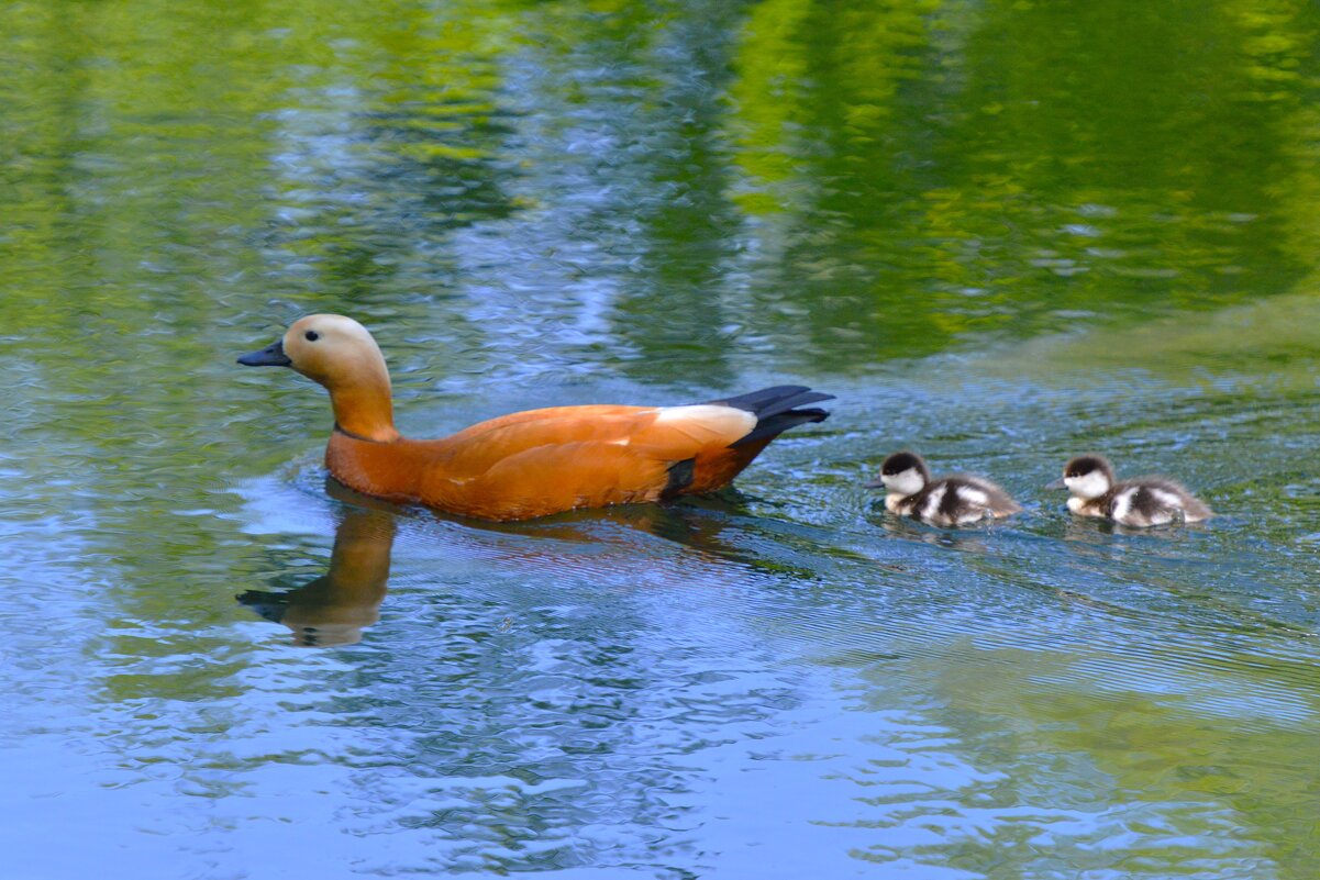 Дружное семейство ... - Константин Анисимов Дружное семейство ... - Константин Анисимов