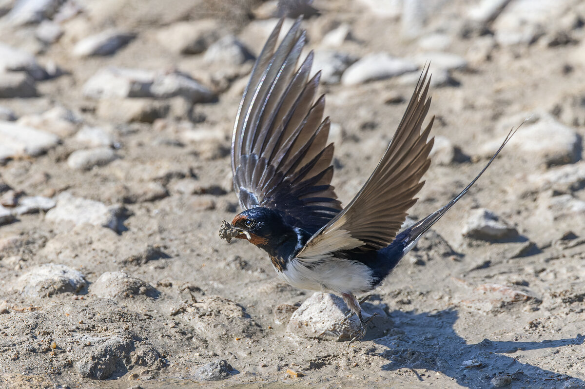 ласточка - юрий макаров ласточка - юрий макаров