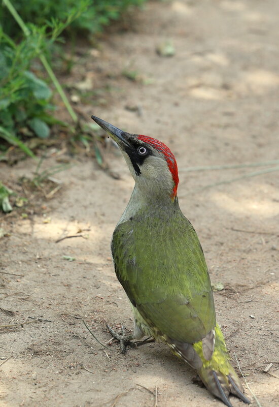 Зелёный я, зелёный!!! - Александр Кондаков