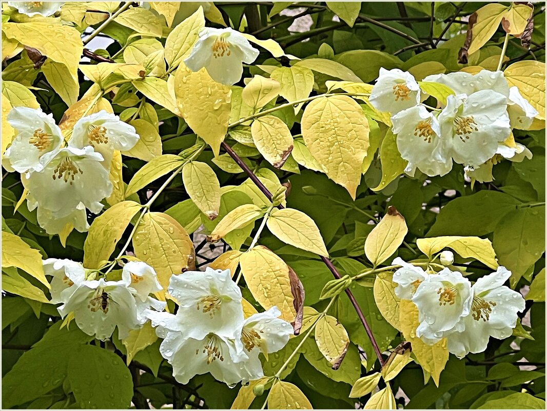 Жасмин с жёлтыми листьями. - Валерия Комова